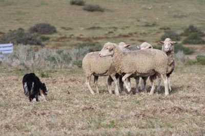Skaaphond-kompetisie op Jongensfontein