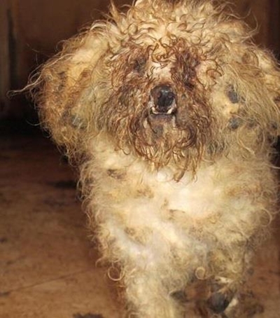 43 dogs confiscated from house in Germiston