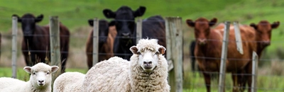 SA closes door on Namibian livestock