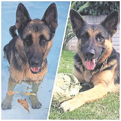 Dogs poisoned and killed by car thieves