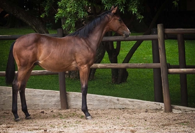 African horse sickness movement controls lifted