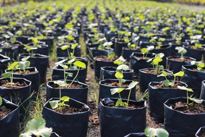 How science can genetically strengthen endangered plants and agriculture