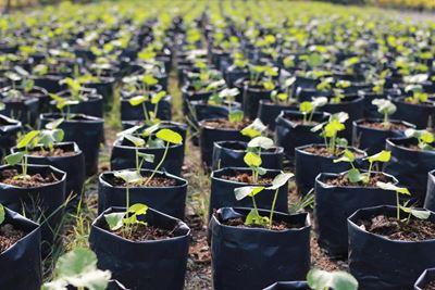 How science can genetically strengthen endangered plants and agriculture