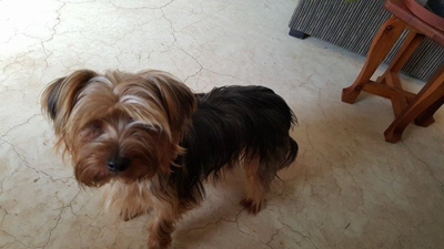 Groot Brak gru-moorde: Honde bly agter