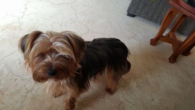 Groot Brak gru-moorde: Honde bly agter