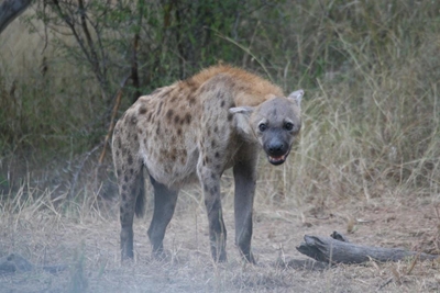 Boy attacked by hyena