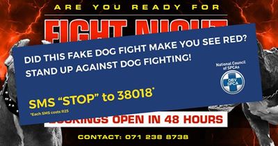 Dog fighting: NSPCA responsible for advert