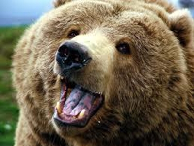 Cyclist killed by grizzly bear