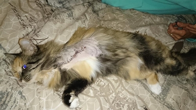 Update: Cat shot in Denneoord