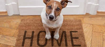 Renting with pets