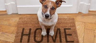 Renting with pets