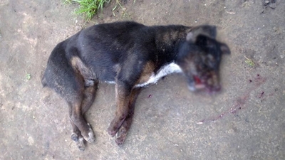 Dog beaten, stoned to death