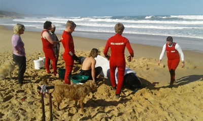 Walvis spoel uit by natuurreservaat