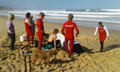 Walvis spoel uit by natuurreservaat