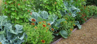 Companion planting: Foods that help each other grow