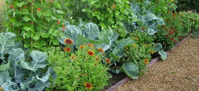 Companion planting: Foods that help each other grow