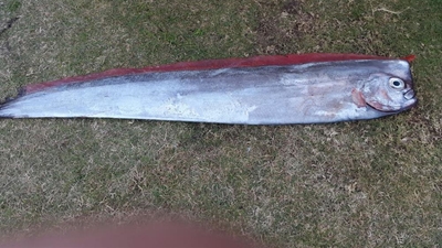 Rare fish found on Hartenbos beach