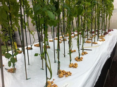 Growing food in thin air