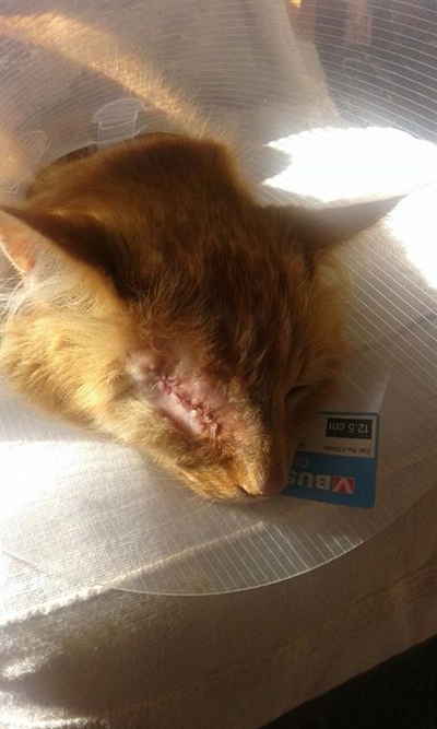 Kat verloor oog na hy geskiet is