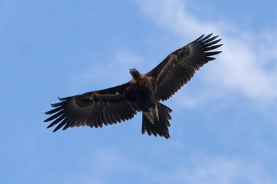 Eagle tries to carry off Australian boy