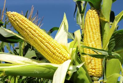 SA may not be able to import enough white maize to meet demand