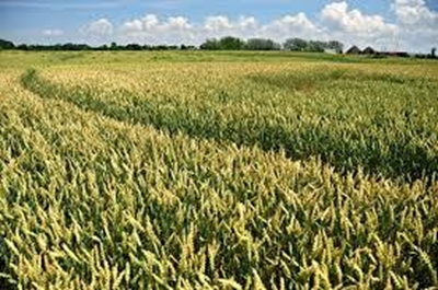 SAA's biofuel project takes off with first flights