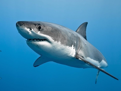 SA great white sharks on verge of extinction