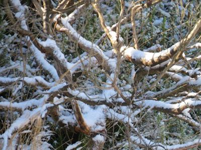 SA cold snap 'unusual'