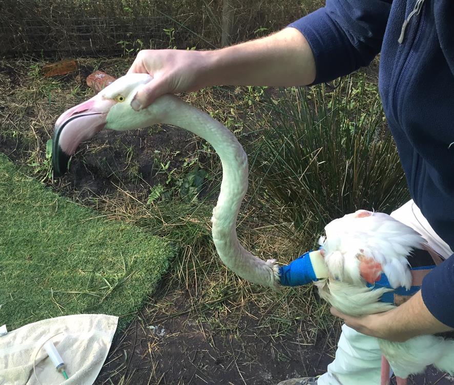 Injured flamingos stable after extensive surgery | Knysna-Plett Herald