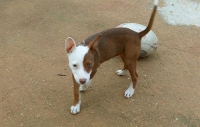 Beloning vir verlore hond