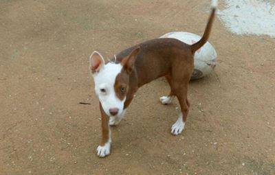 Beloning vir verlore hond