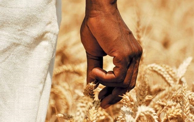 Newly empowered black farmers ruined by South Africa's drought