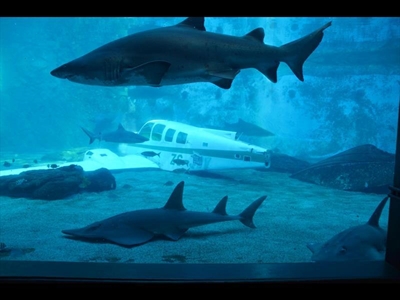 How a plane landed in a shark exhibit