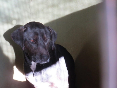 4-Jarige deur hond doodgebyt