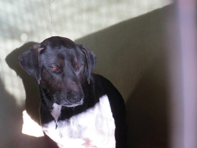 4-Jarige deur hond doodgebyt