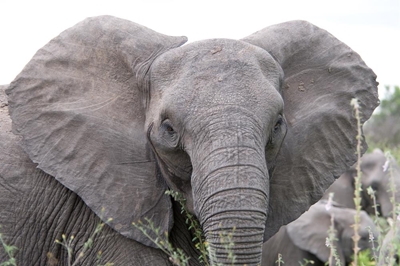 Man trampled by elephant in Kruger