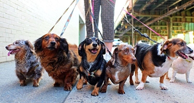 Bring jou hond om te blaf