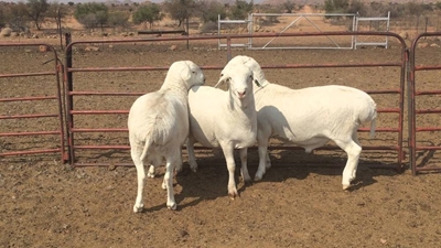 Know your sheep breeds: Van Rooy