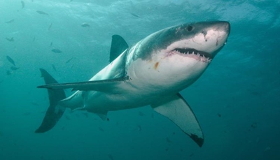 Are great whites becoming extinct?