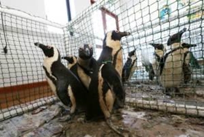 Results of oil spill tests awaited