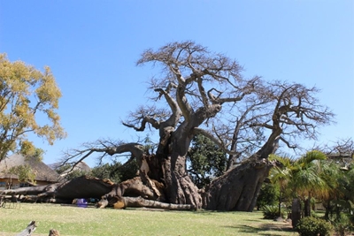 World famous giant Baobab splits