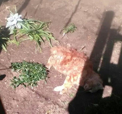 Bure kla oor vrou se 50 'wilde' katte