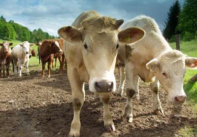 Biotechnology could improve emerging farmers’ beef herds