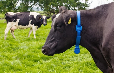 Fitbit for cows: helping dairy farms get into shape