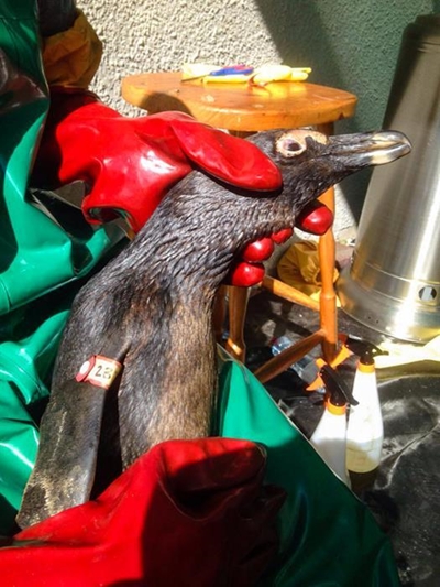 Locals rally to help with penguin clean-up