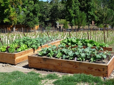 Checkers partners with Food and Trees for Africa