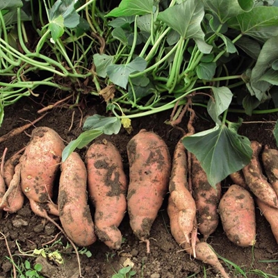 The sweet spot in Africa's agriculture
