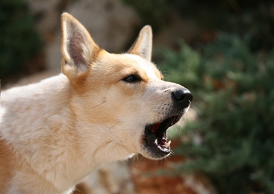 Barking dogs drive neighbours barking mad