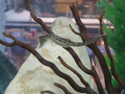 Knysna seahorses featured on TV tonight