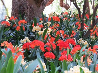 Clivias in volle blom